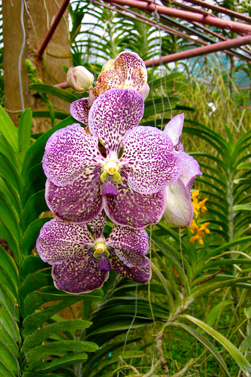 Orchidee02
