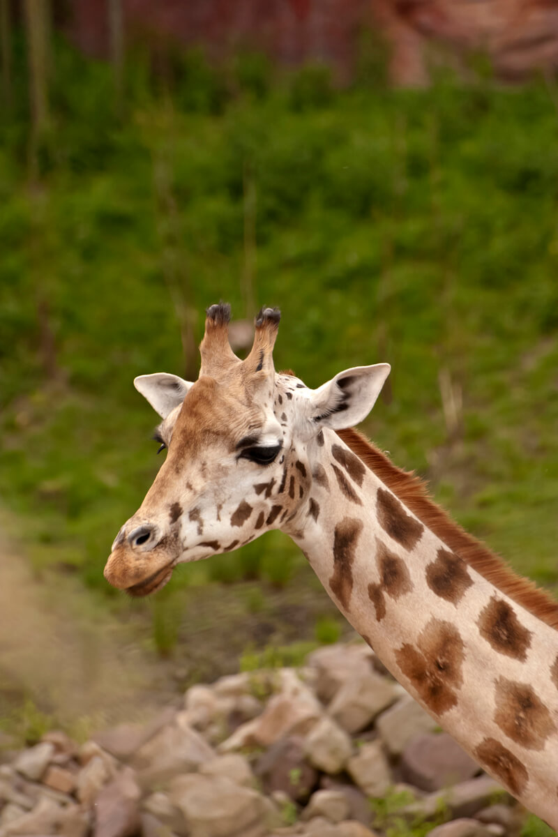 Giraffe02