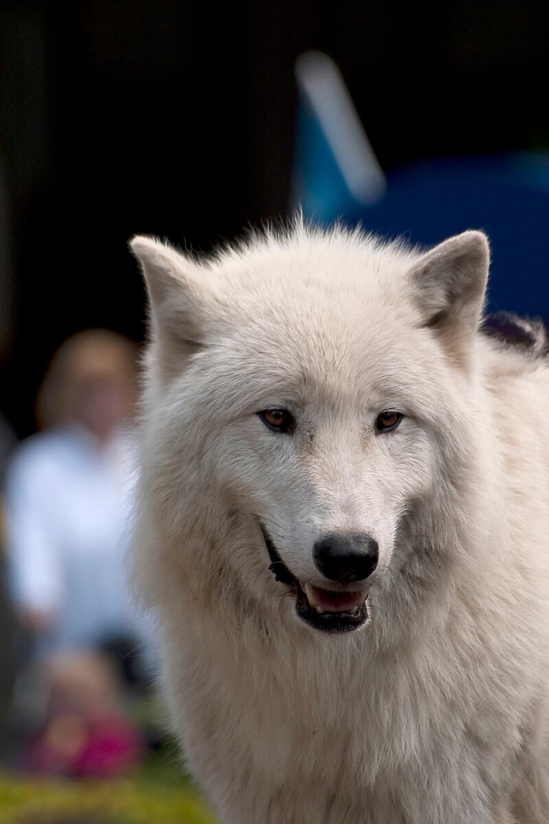White-Wolf