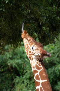 Giraffe01