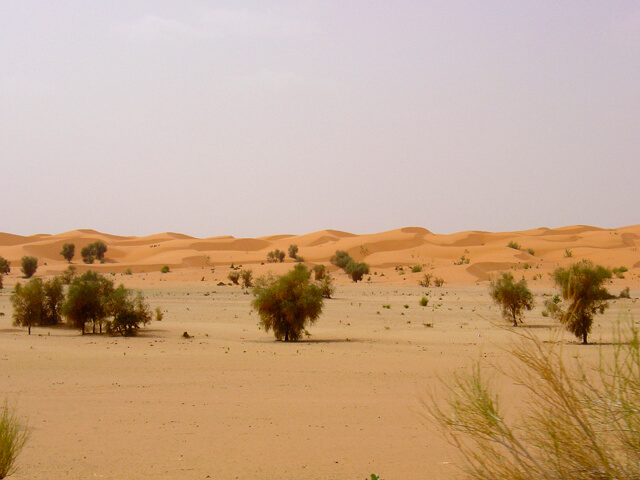 Sahara01