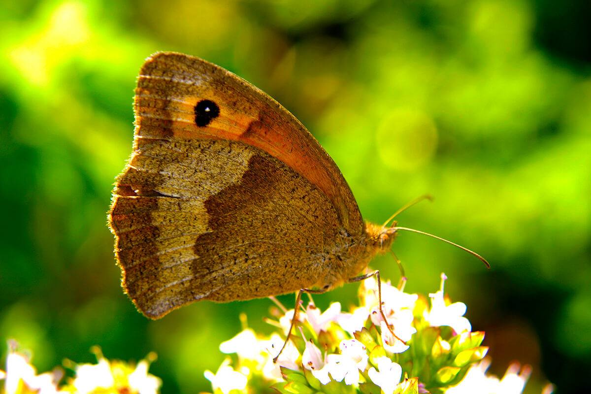 Schmetterling01